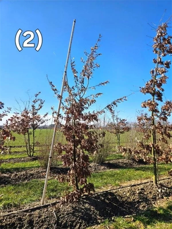 Quercus cerris