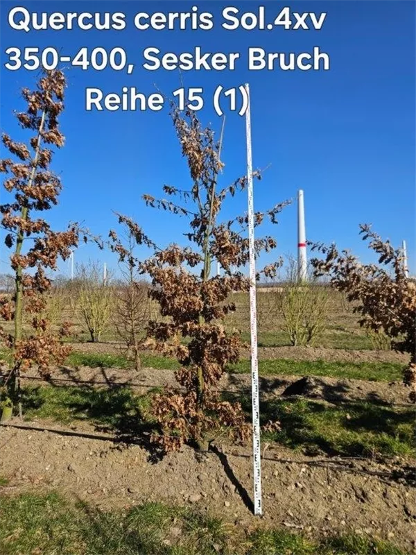 Quercus cerris