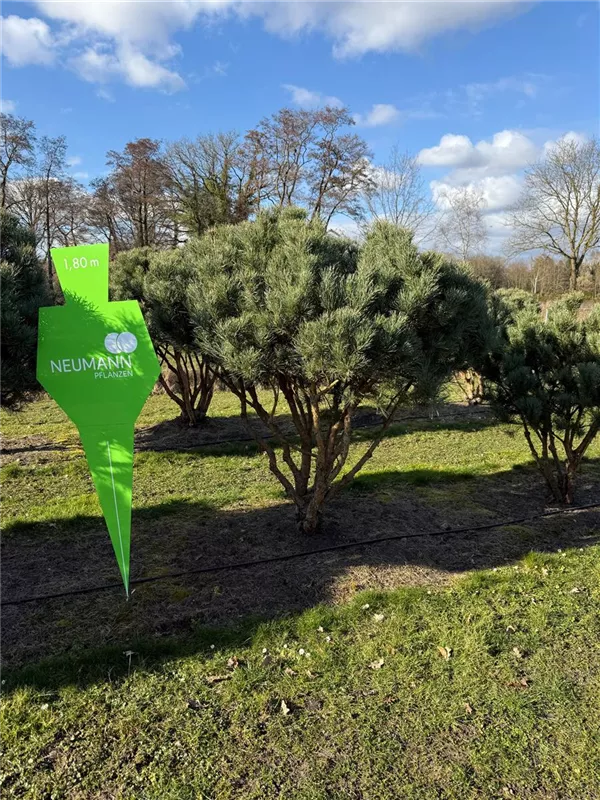 Pinus sylvestris 'Watereri'