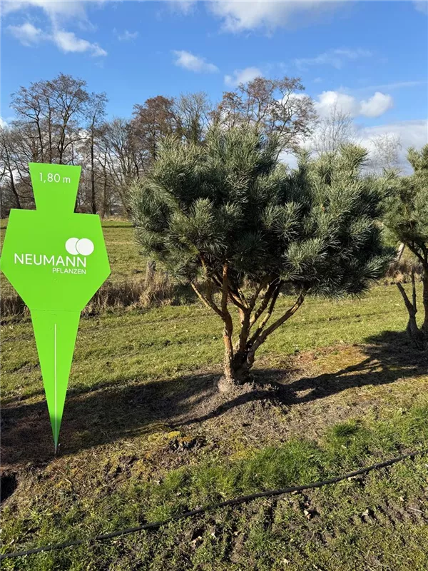 Pinus sylvestris 'Watereri'