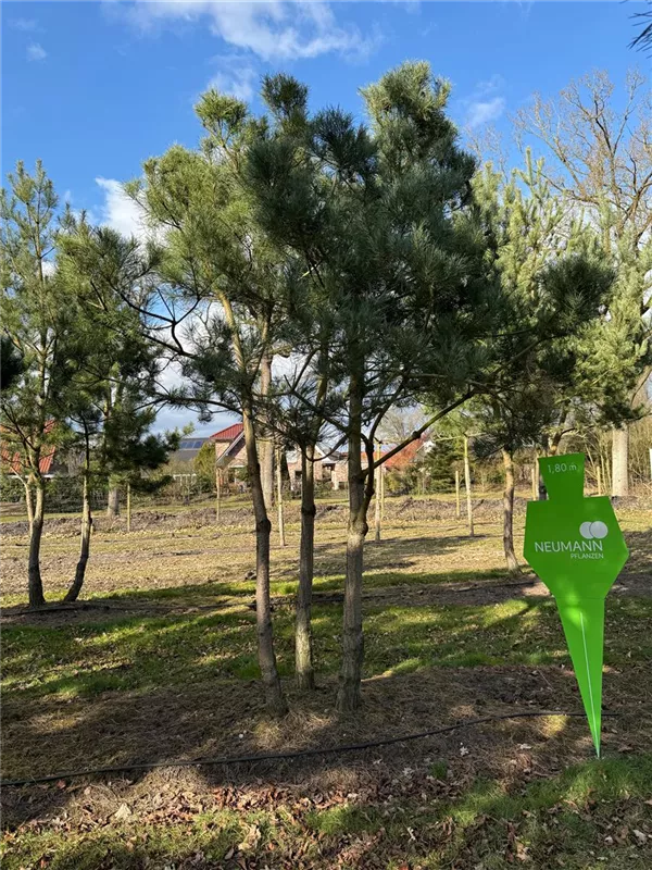 Pinus sylvestris