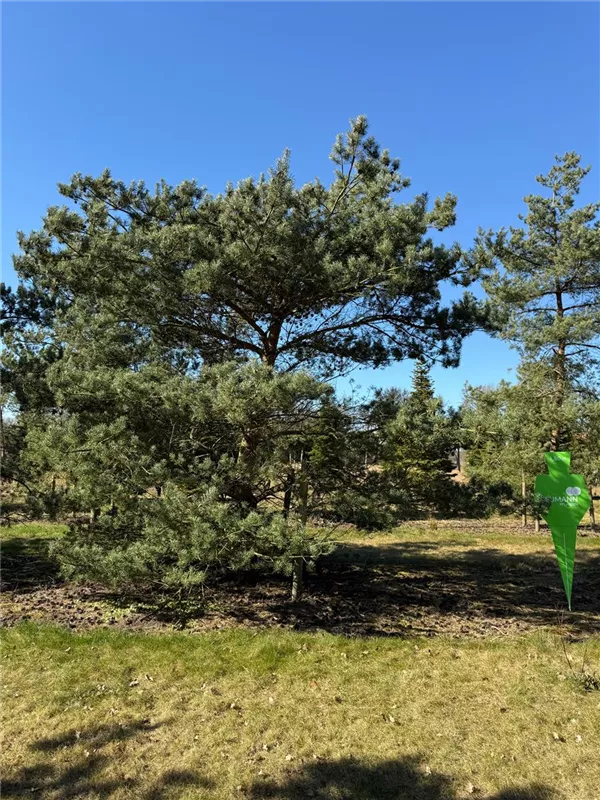 Pinus sylvestris