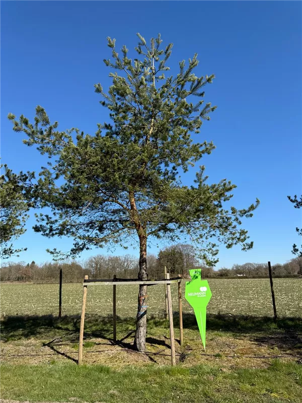 Pinus sylvestris
