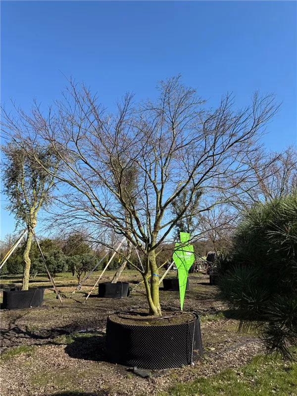 Acer palmatum
