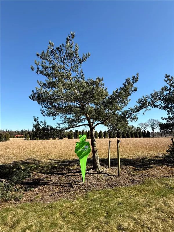Pinus sylvestris
