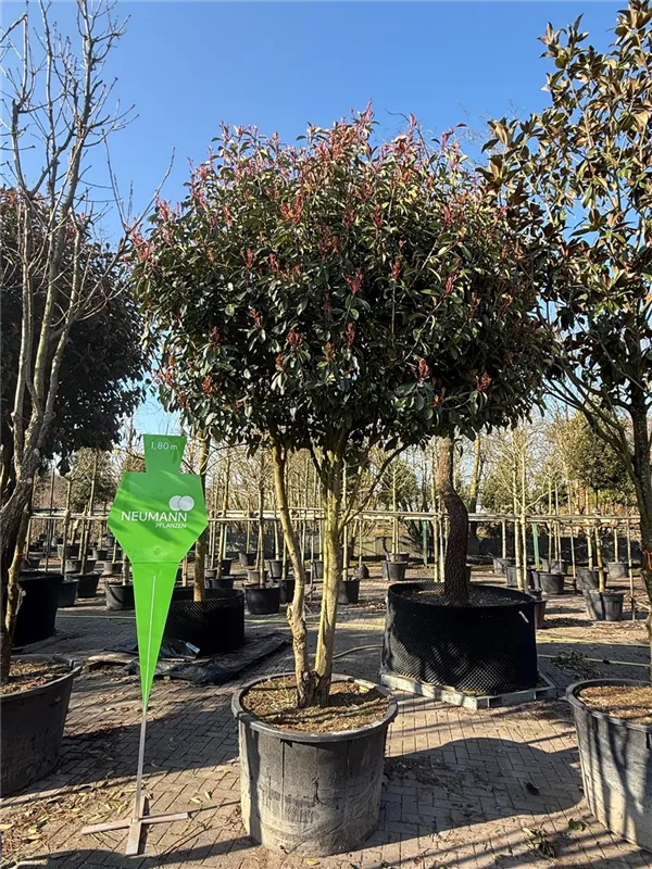 Photinia fraseri 'Red Robin'