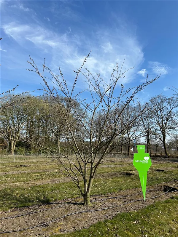 Prunus yedoensis