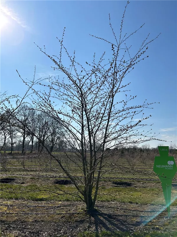 Prunus yedoensis