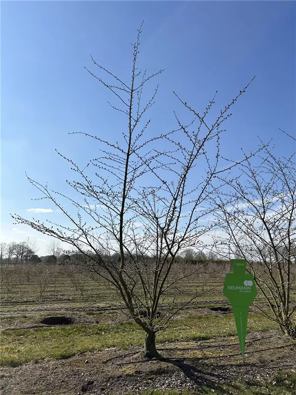 Prunus yedoensis