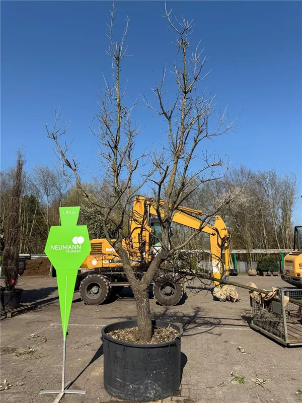 Quercus pubescens