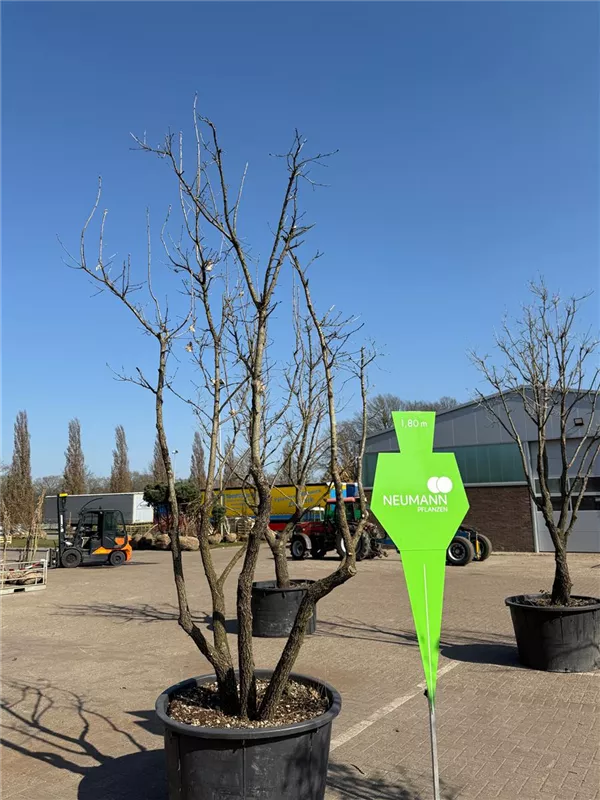 Quercus pubescens