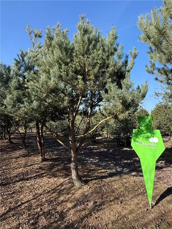 Pinus sylvestris