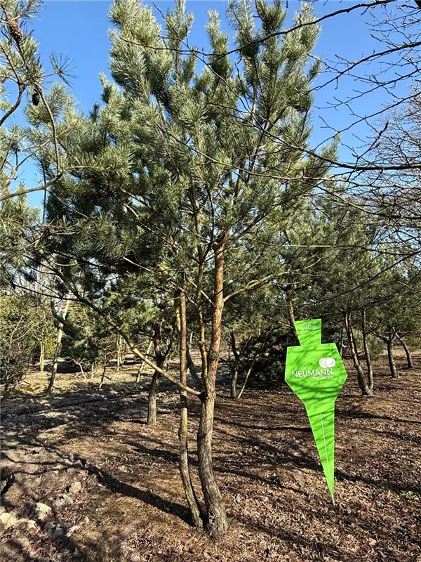 Pinus sylvestris