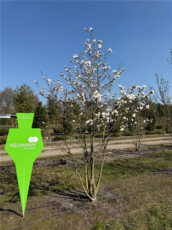 Magnolia loebneri 'Merrill'