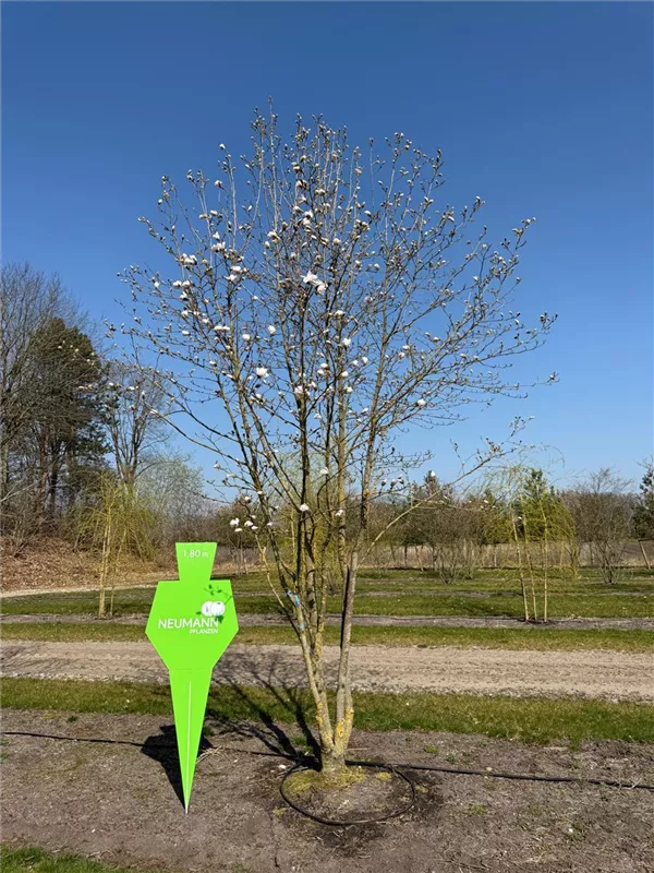 Magnolia loebneri 'Merrill'