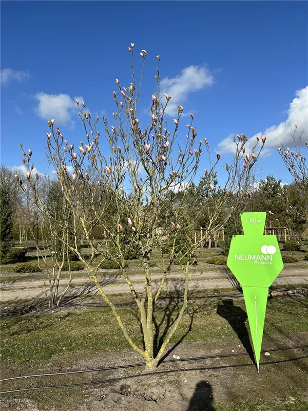 Magnolia 'Raspberry Ice'