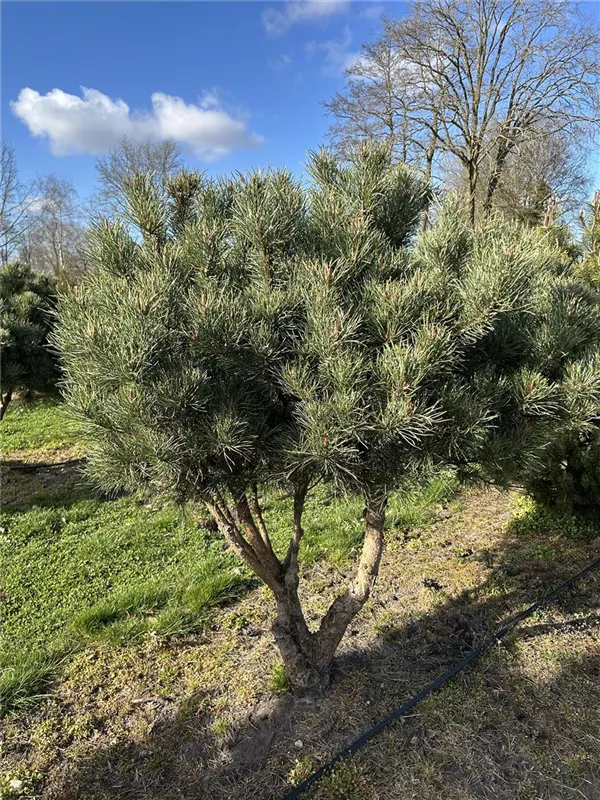 Pinus sylvestris 'Watereri'