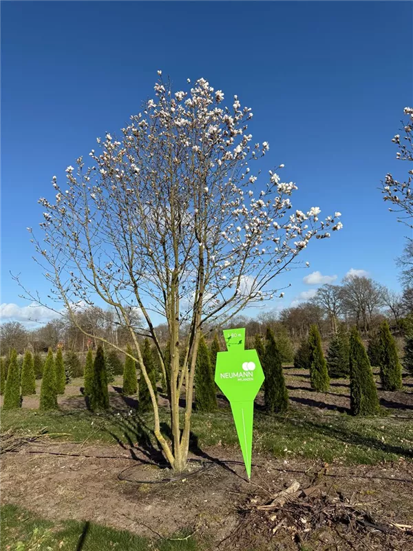 Magnolia loebneri 'Merrill'