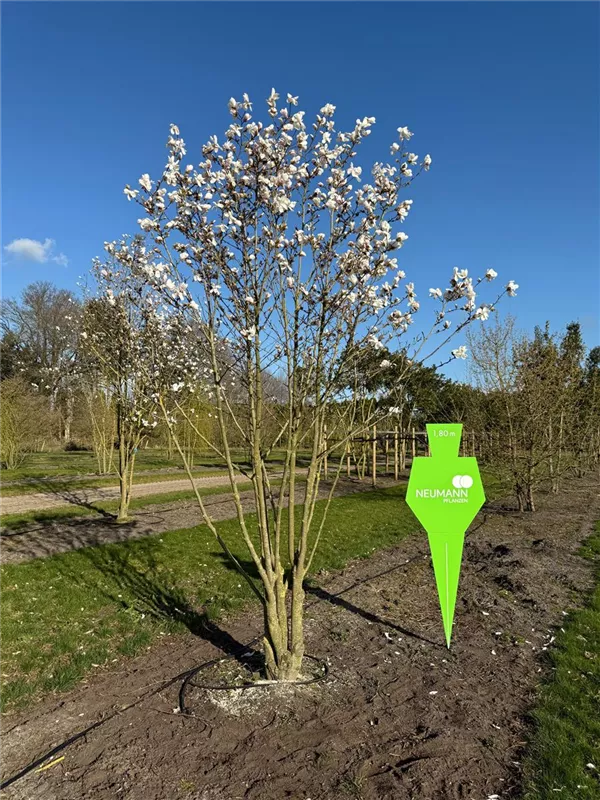 Magnolia loebneri 'Merrill'