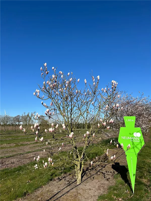 Magnolia soulangiana