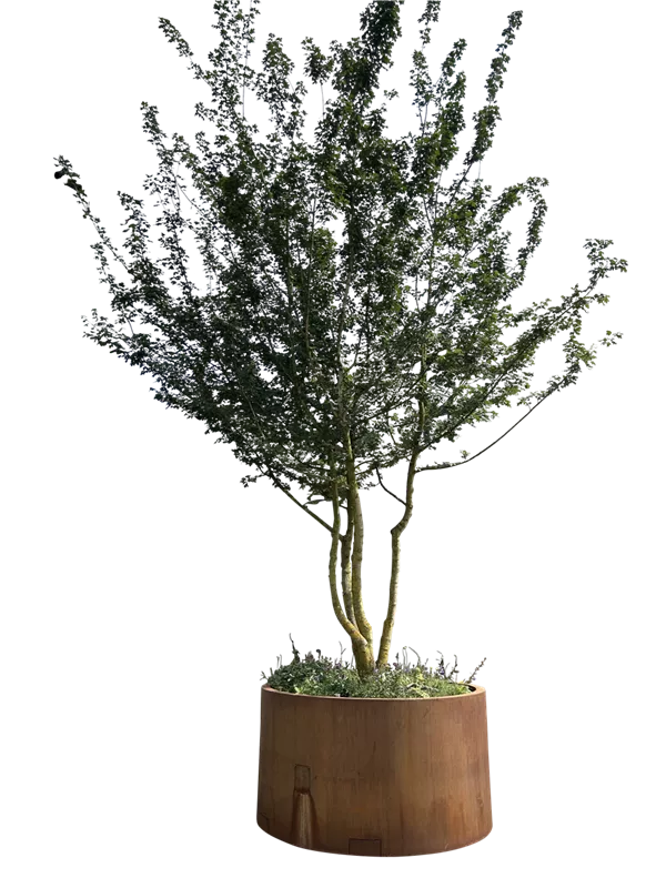 Acer campestre