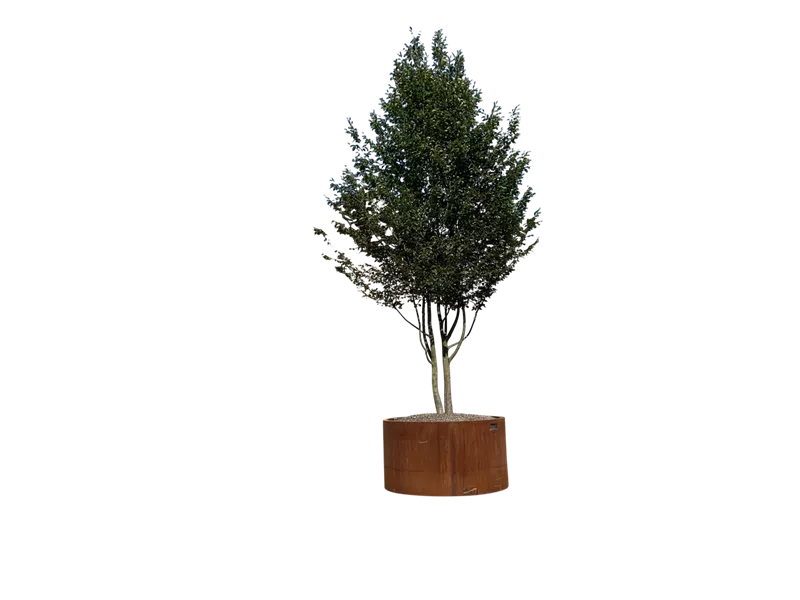 Carpinus betulus
