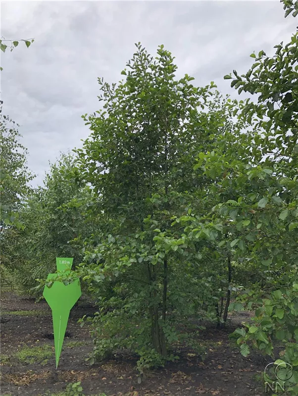 Alnus glutinosa
