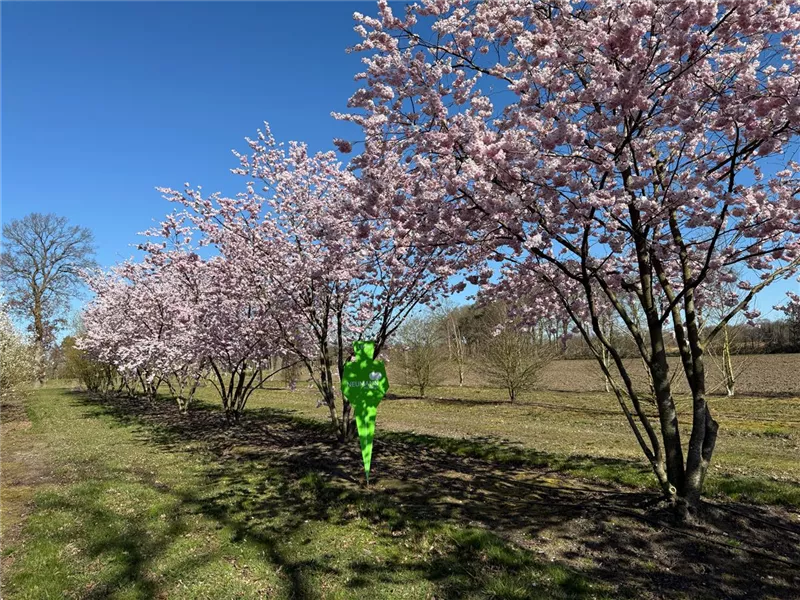 Prunus subhirtella 'Accolade'