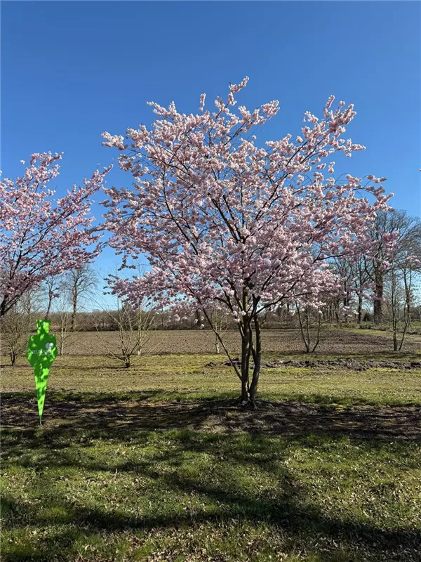 Prunus subhirtella 'Accolade'
