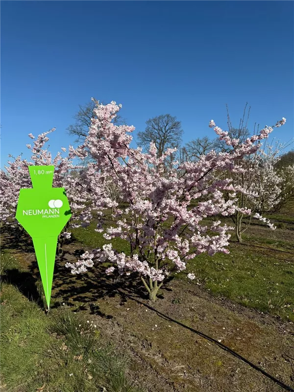 Prunus subhirtella 'Accolade'