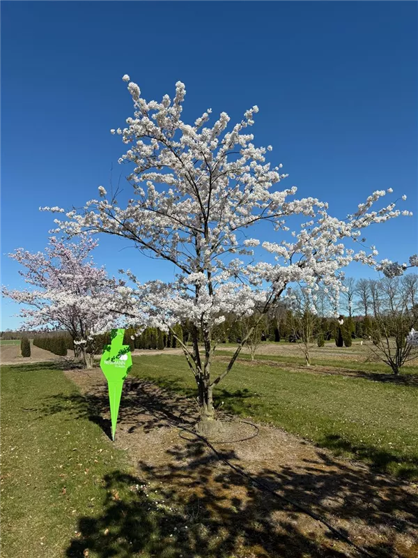 Prunus yedoensis