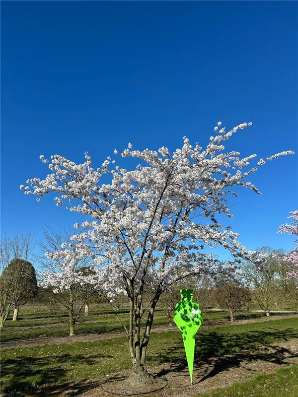 Prunus yedoensis