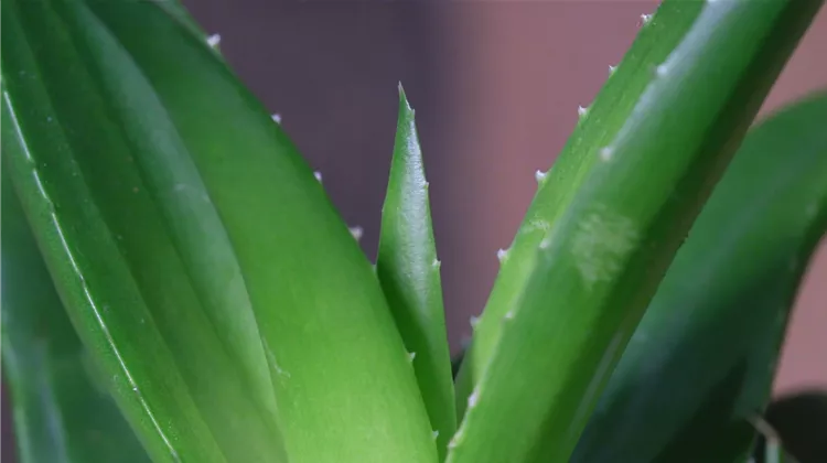 Aloe Vera (klein) - Umtopfen - Neumann Pflanzen