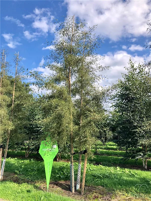 Alnus glutinosa 'Imperialis'