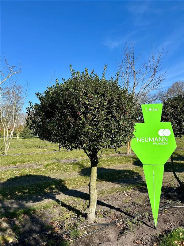 Ilex aquif.'Alaska'