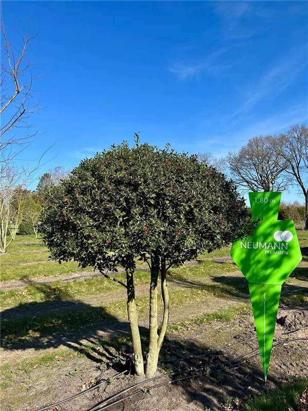 Ilex aquif.'Alaska'