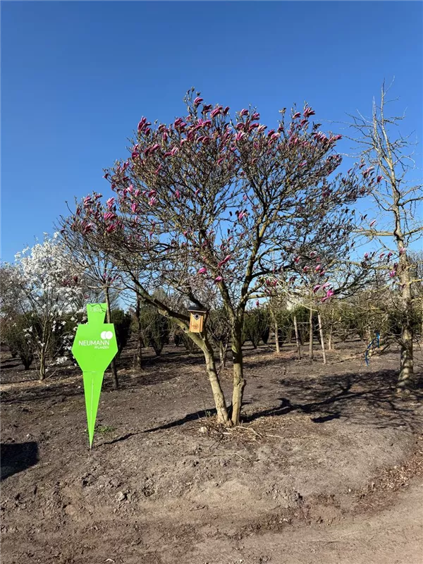 Magnolia 'Susan'