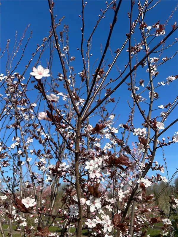 Prunus cerasifera 'Nigra'