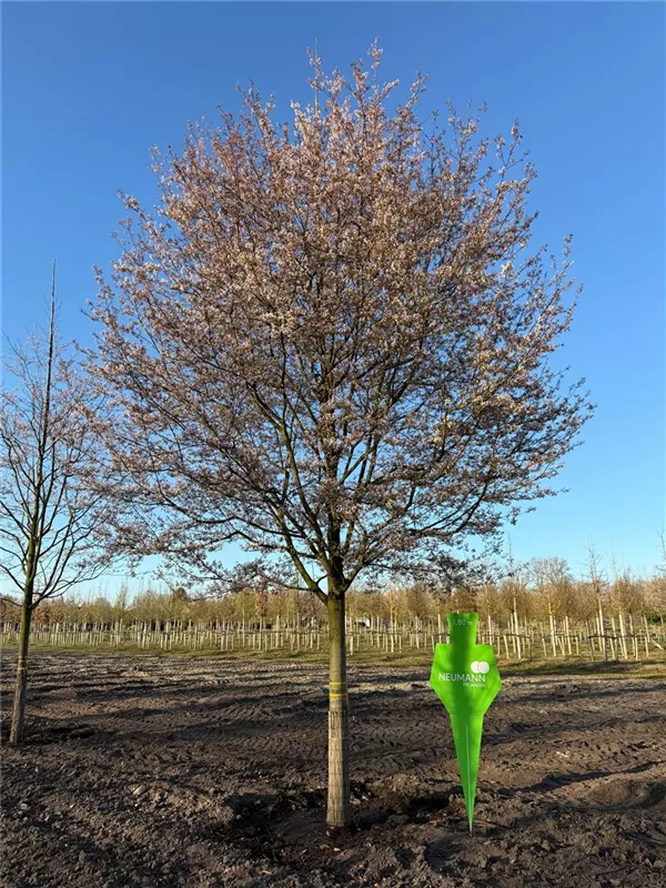 Amelanchier arborea 'Robin Hill'