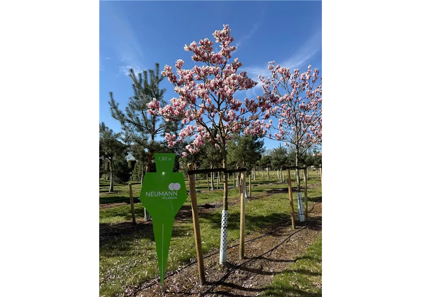Magnolie 'Raspberry Ice'