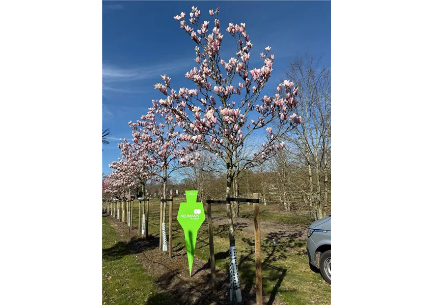 Magnolie 'Raspberry Ice'