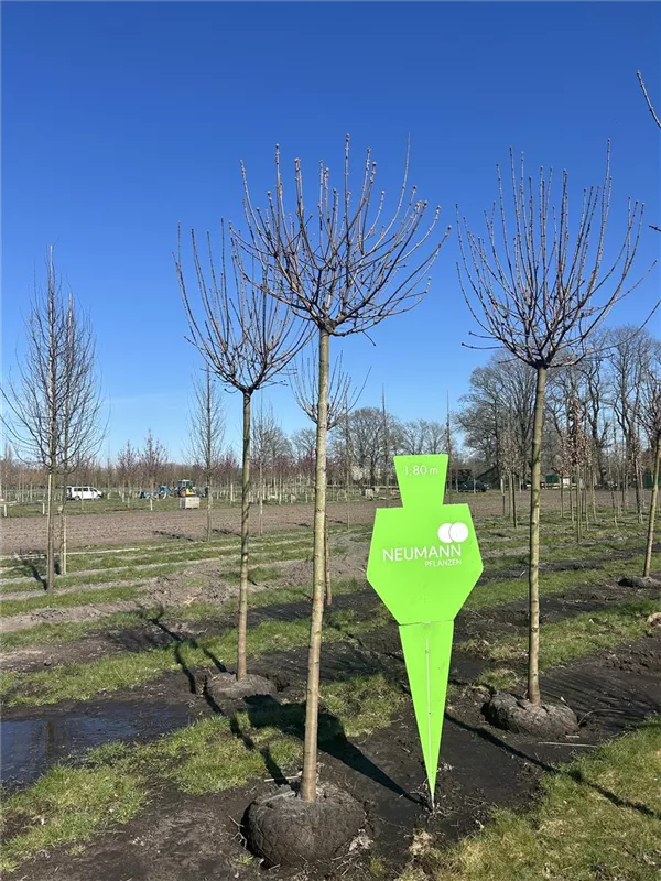 Acer platanoides 'Globosum'
