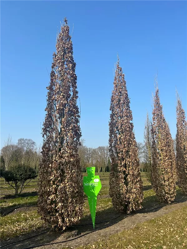 Quercus robur 'Fastigiata Koster'