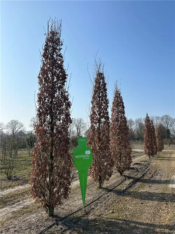 Quercus robur 'Fastigiata Koster'