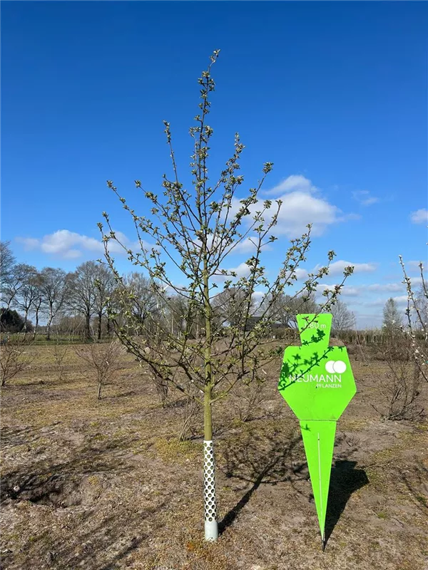 Malus 'Boskoop' CAC Malus 'Boskoop' CAC