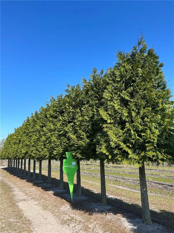 Thuja plicata 'Excelsa'