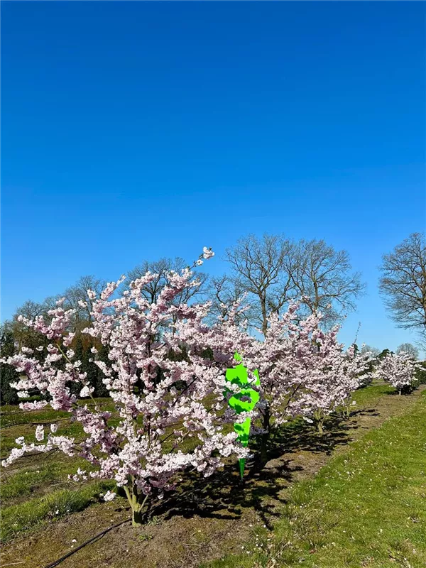 Prunus subhirtella 'Accolade'