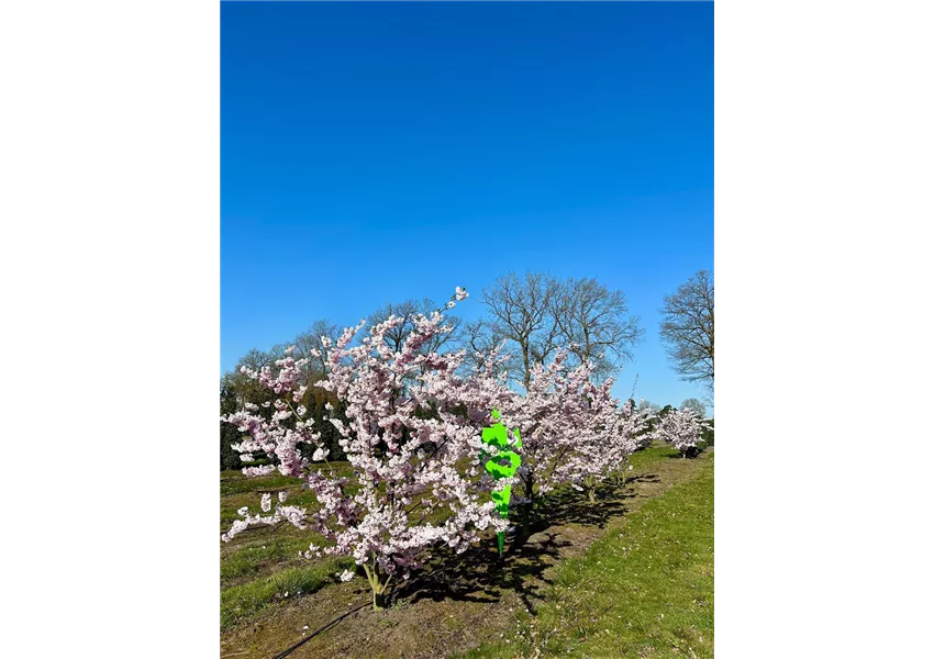 Frühe Zierkirsche 'Accolade'
