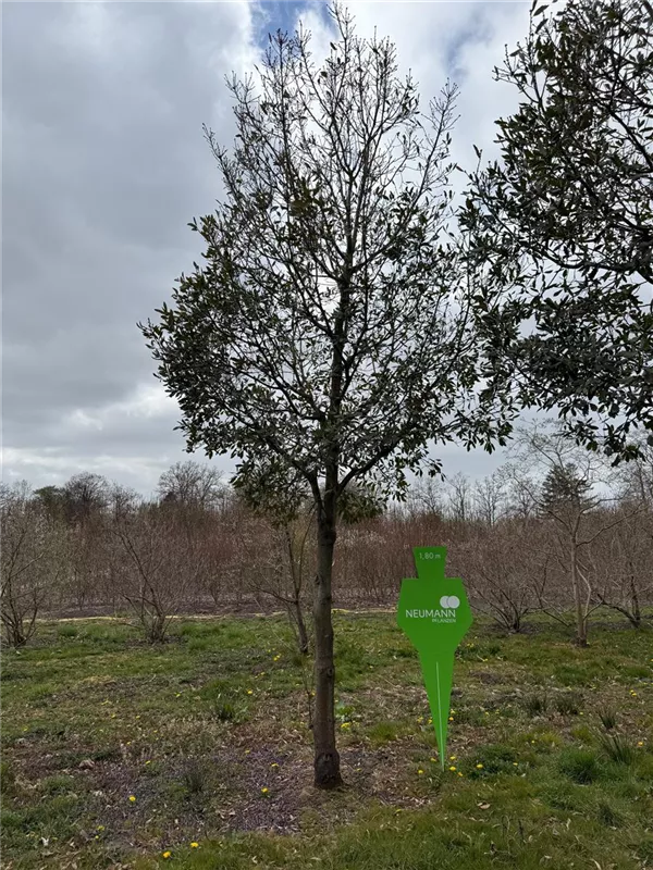 Quercus turneri 'Pseudoturneri'
