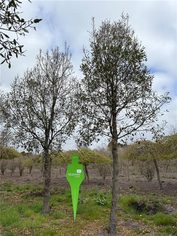 Quercus turneri 'Pseudoturneri'